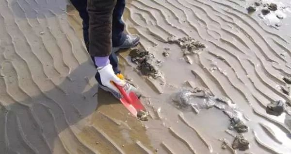 捡海鲜赶海,青岛哪里适合赶海捡海鲜