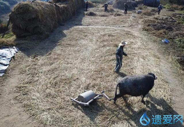 浠水民歌采莲船,浠水小调采莲船