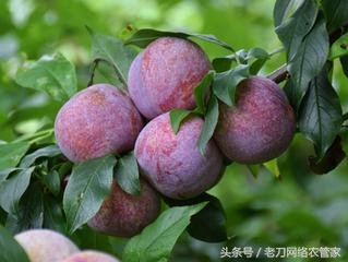 雨水增多如何预防裂果及落果问题？气温不定如何管理三华李