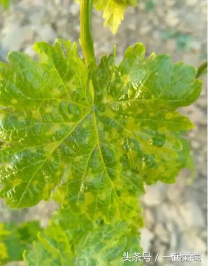 葡萄霜霉病的发生和防治,葡萄霜霉病严重发生怎么治疗