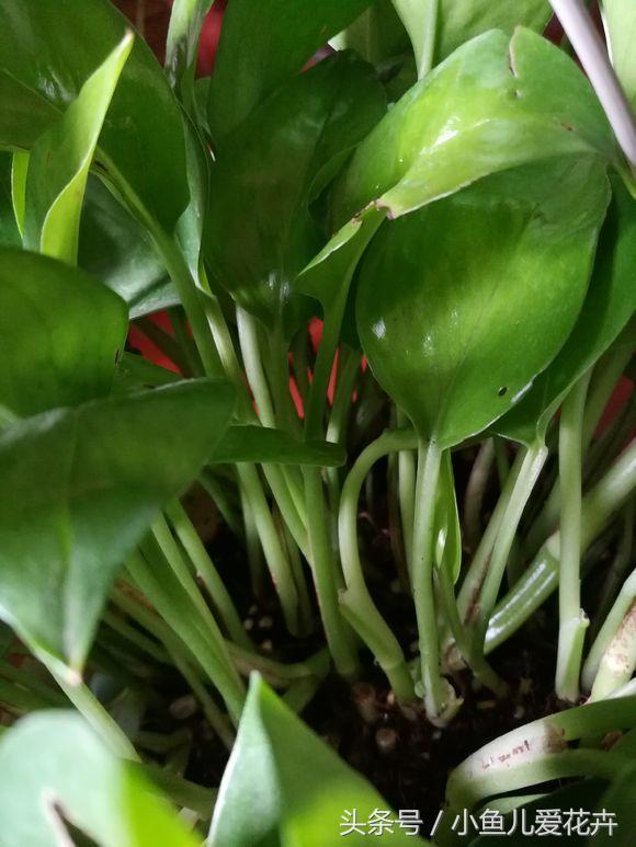 关于绿萝的养殖方法和注意事项,绿萝的养殖方法和注意事项大全