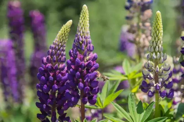 母亲节用花做的母亲节礼物,鲁冰花母亲节祝福