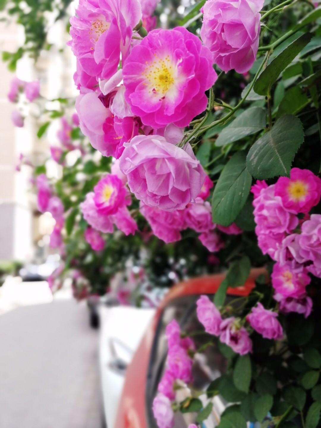 玫瑰月季和月季有区别吗,玫瑰月季如何区别品种图解