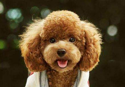 母狗发情期,你准备好应对方法了吗?