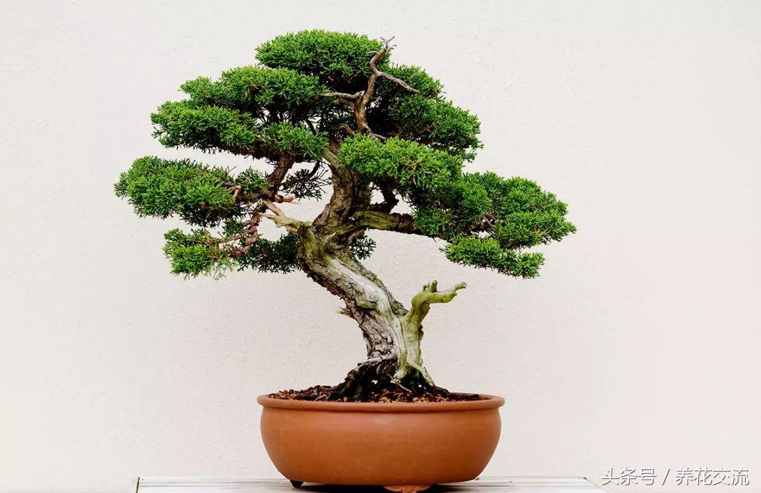 怎么样养出好看的盆景花,适合新手养的十大盆景