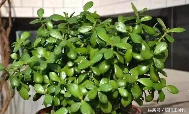 多肉植物白色汁液有毒,紫珍珠多肉植物有毒吗能吃吗