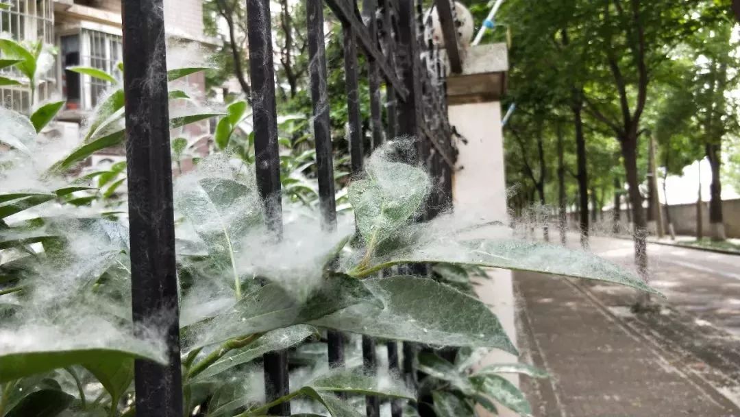 提醒丨“杨树絮精”又搞事，过敏人群拒绝“骚扰”的秘诀！