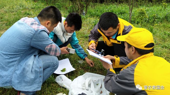 茶园里的害虫和益虫,茶园常见的两种害虫