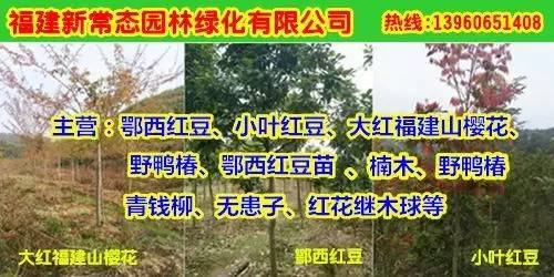 植物图鉴城市常见景观树,路边常见的植物