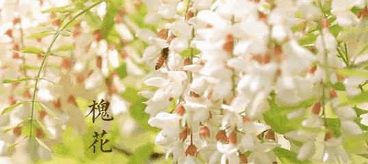 槐花有毒的不能多吃,槐花有毒吗可以吃吗