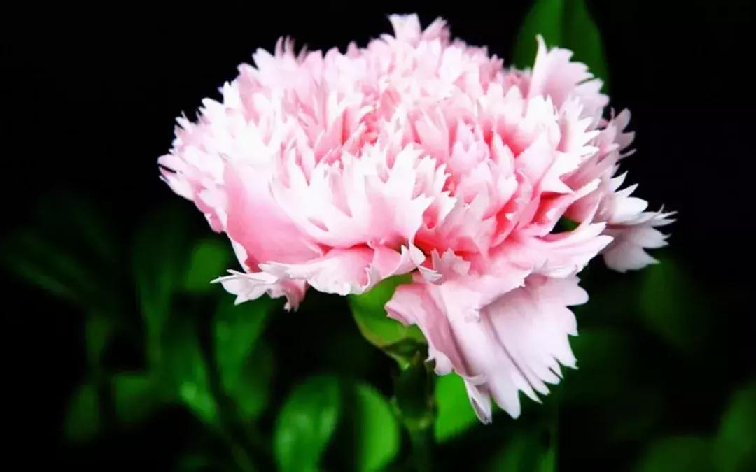 母亲节一束康乃馨送给最亲爱的人,母亲节送妈妈康乃馨图片