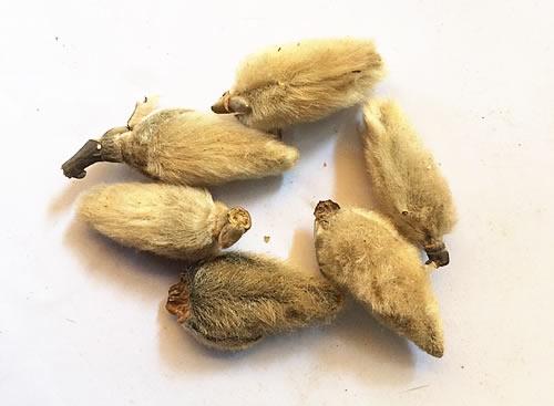 中药养生调理身体的方子是什么,中医中药调理各种疾病