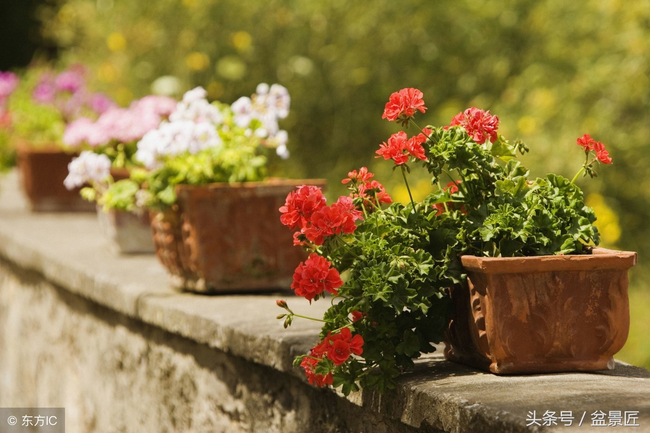 剩下的这些药，喂给花草，百毒不侵