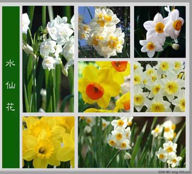 最全花品种,史上最简单的十种花