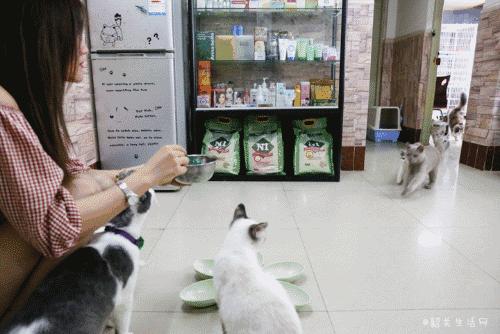 喂！妖妖灵吗？韶关这条巷子内有人聚众吸猫！已经有人沦陷了……