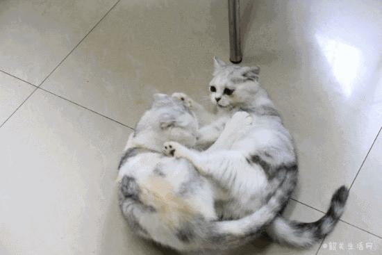 喂！妖妖灵吗？韶关这条巷子内有人聚众吸猫！已经有人沦陷了……