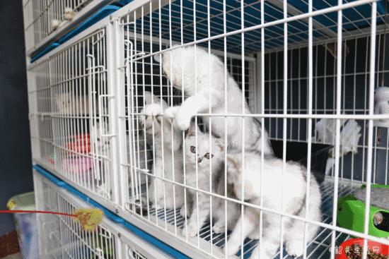 共享吸猫啦！藏身市区小巷内的这家撸猫馆，开门那刻，心就融化了