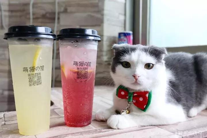 共享吸猫啦！藏身市区小巷内的这家撸猫馆，开门那刻，心就融化了