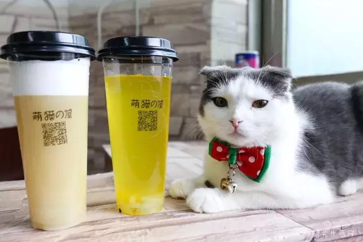 喂！妖妖灵吗？韶关这条巷子内有人聚众吸猫！已经有人沦陷了……