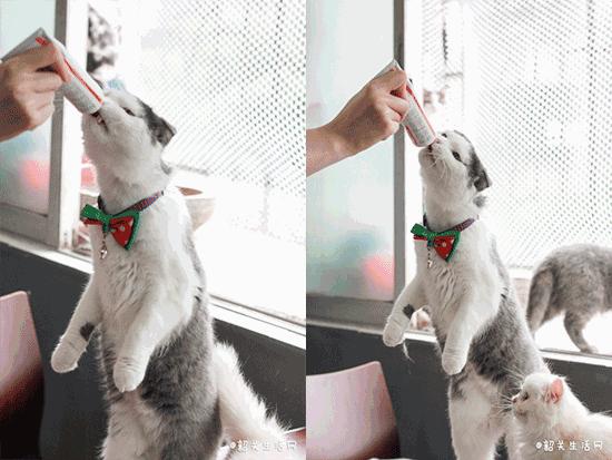 共享吸猫啦！藏身市区小巷内的这家撸猫馆，开门那刻，心就融化了