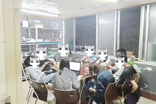 喂！妖妖灵吗？韶关这条巷子内有人聚众吸猫！已经有人沦陷了……