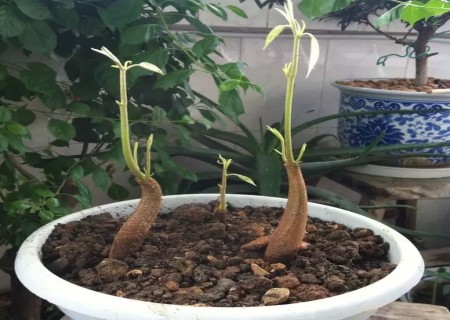 怎么种榴莲盆栽,榴莲核能种出榴莲树吗