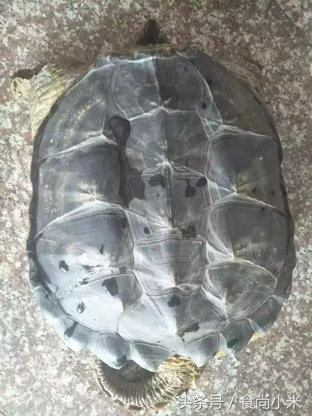 杭州男子钓10斤重鱼,浙江杭州男子钓到近70斤重大鱼