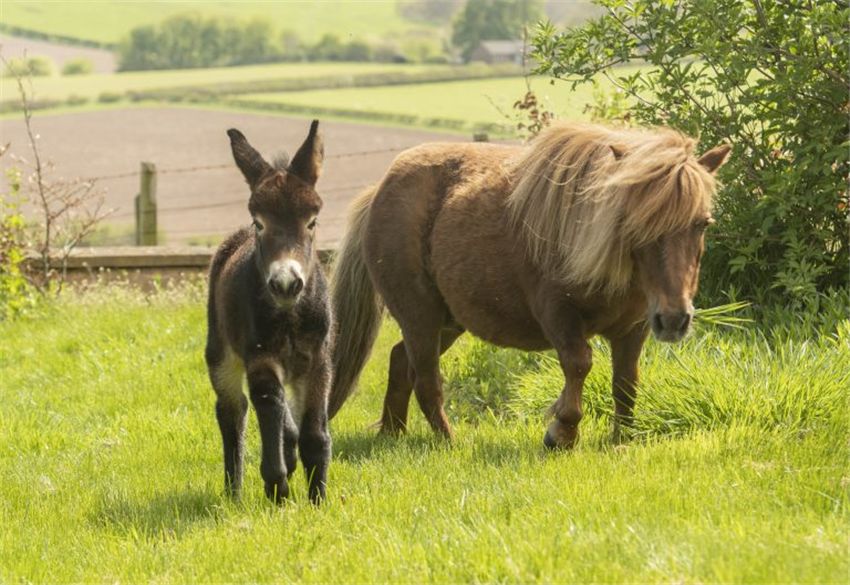 1米9小伙找了个袖珍女友,1米9小伙找了个袖珍女朋友
