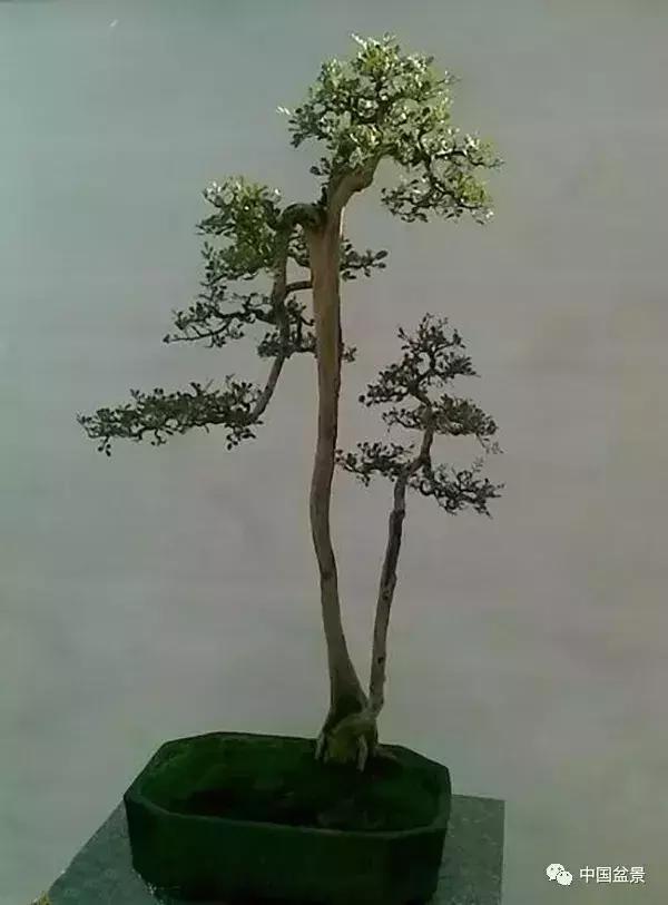 一本双杆式映山红盆景,一本双杆黄杨盆景制作全过程