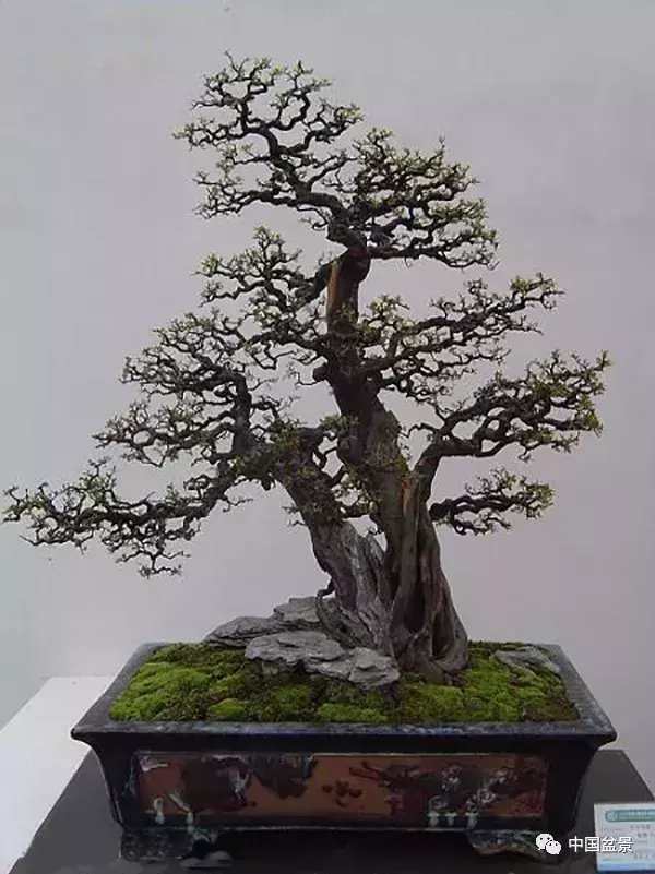 一本双杆式映山红盆景,一本双杆黄杨盆景制作全过程