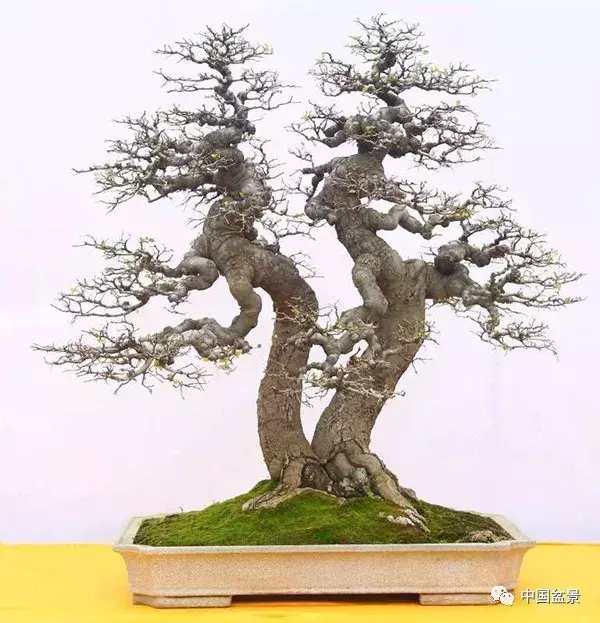 一本双杆式映山红盆景,一本双杆黄杨盆景制作全过程