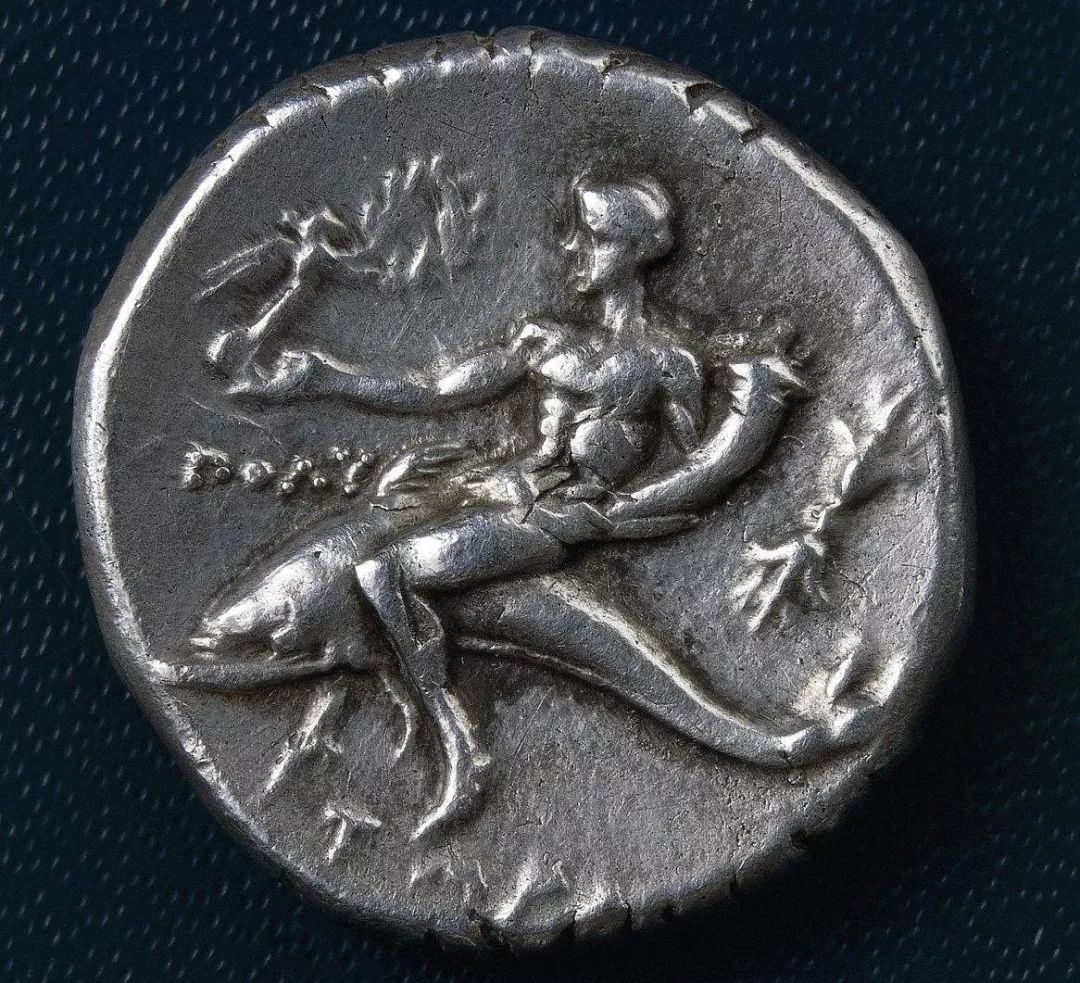 鸟与豚，高智商动物群像