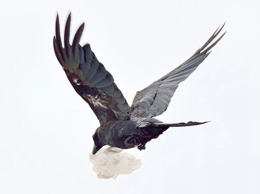 鸟和人类基因相似度多少,鸟和猫的智商哪个高