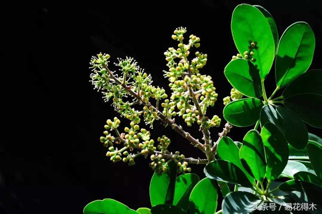 鹅掌柴种植与养护知识,鸭脚木的养护方法及注意事项