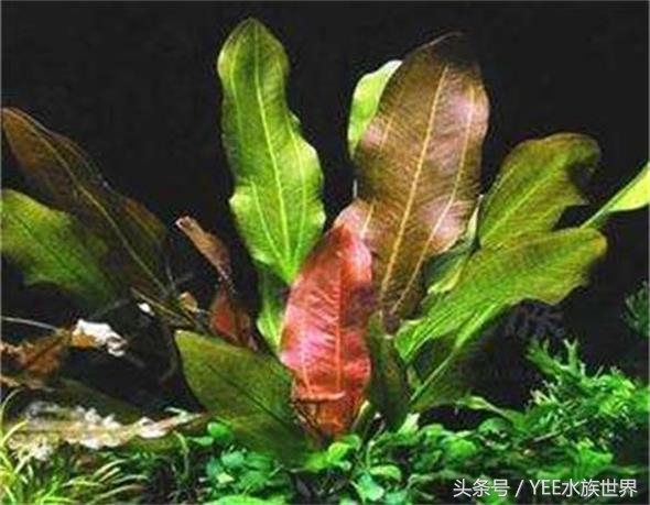 怎么让草缸变得更高级,怎么样让草缸草越来越绿