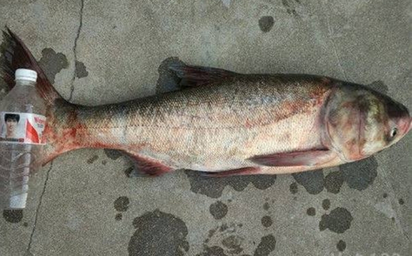 天一热，据说鲢鳙鱼最好钓，可十有八九你不知道这些秘诀