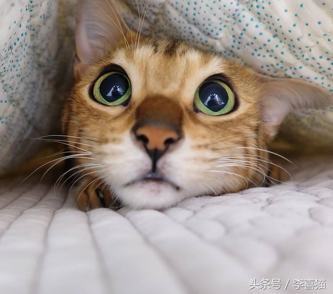 霸气漂亮的孟加拉豹猫,高智商的孟加拉豹猫