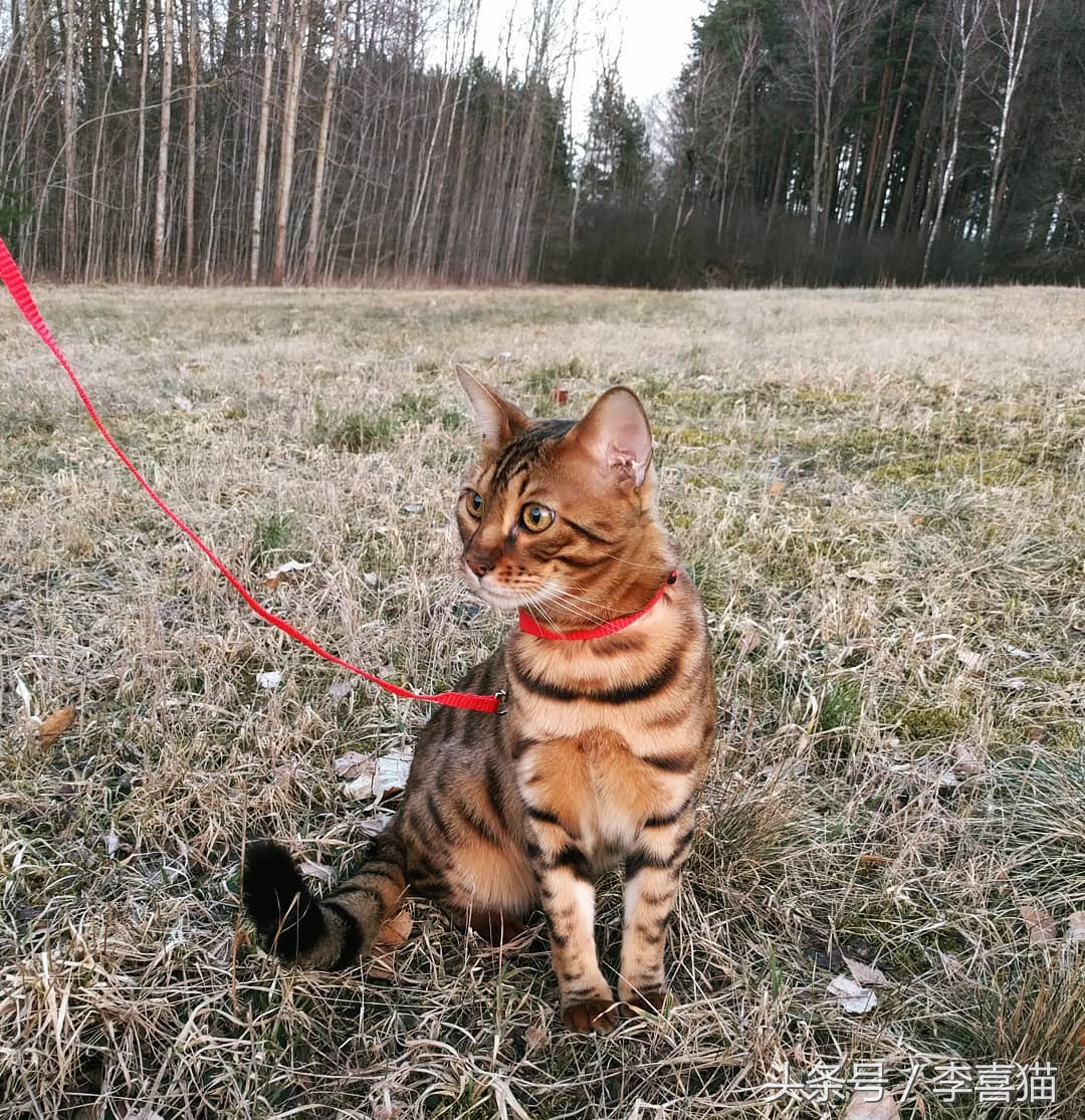 霸气漂亮的孟加拉豹猫,高智商的孟加拉豹猫