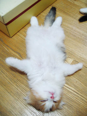 恋与制作人男玩家视角和女玩家,恋与制作人这款恋爱游戏你玩过吗