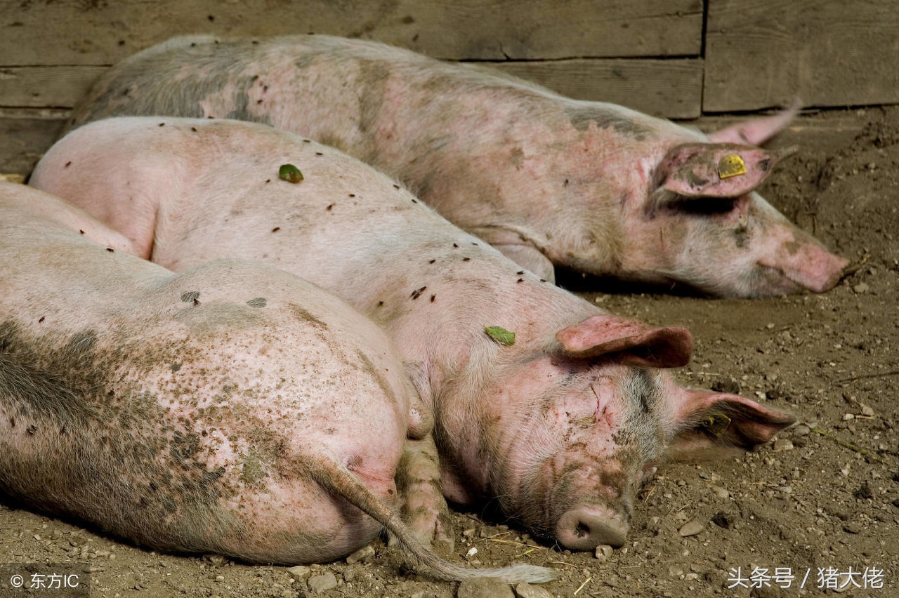 育肥猪打架打什么针,育肥猪打架怎么补救