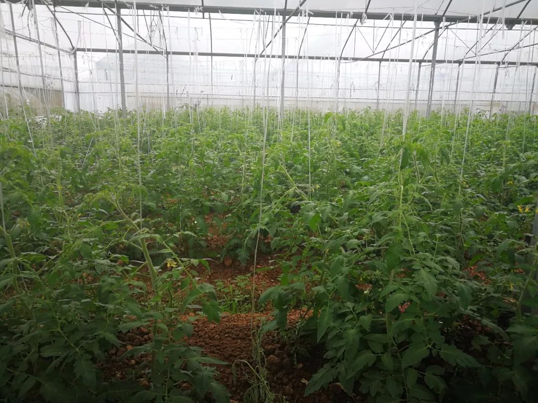 黄金桃采摘节等你来,油桃采摘节到来