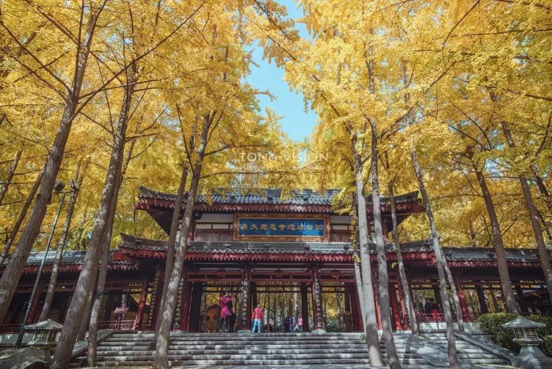 妖猫传电影中最美的片段,电影妖猫传长安的图片