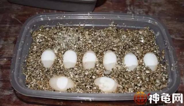 孵化龟苗需要注意什么细节,孵化龟苗最晚几月份出壳