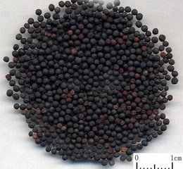 易读错中药名看看你认识几种,这些高雅中药名的真面目你知道吗