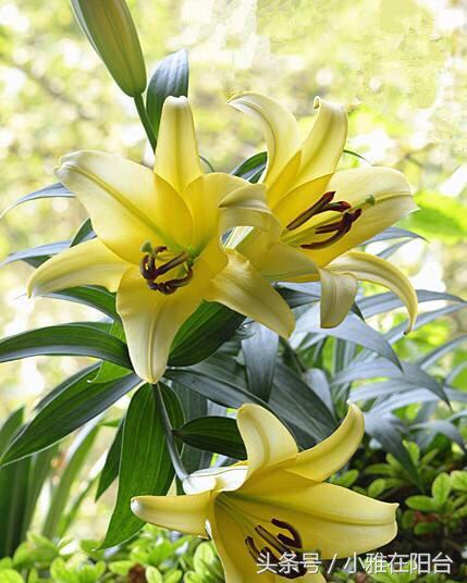 百合花怎么养才能长得茂盛开花,百合花怎么养才能第二年开花