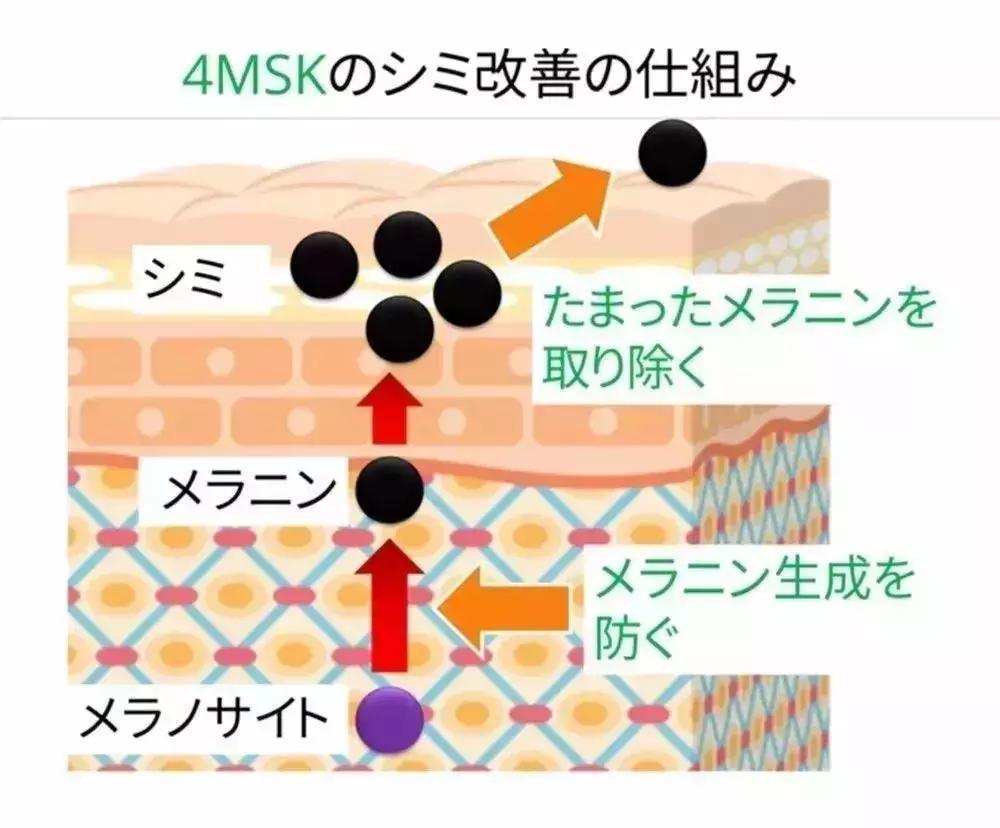 资生堂悦薇莉薇和悦薇珀翡的区别,资生堂的一线大牌悦薇珀翡