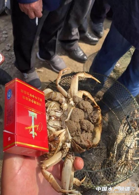 蟹苗高产秘诀,养殖精品蟹