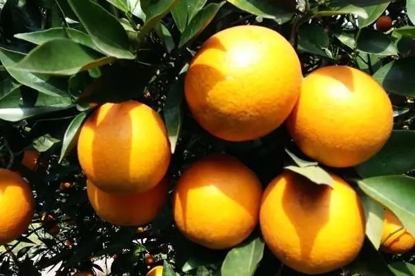 都叫芸苔素内酯，为什么差别那么大？应该正确认识！