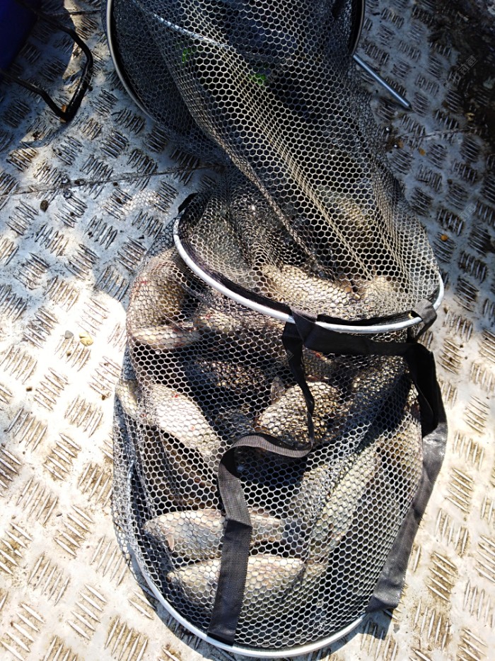 自制专攻野河大鲤饵料,自制白鲫饵料最好