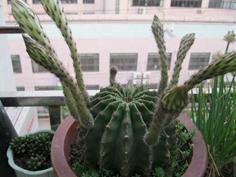 菠萝和火龙果树长什么样,火龙果树照片